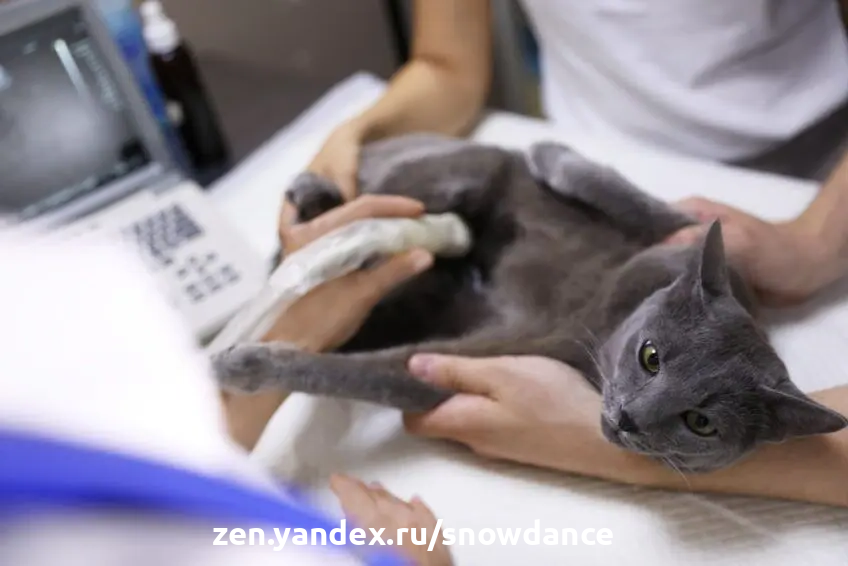Ультразвуковое исследование может быть стрессом для вашей кошки - как и любой визит к ветеринару. Однако диагностические преимущества ультразвука действительно трудно переоценить.-2