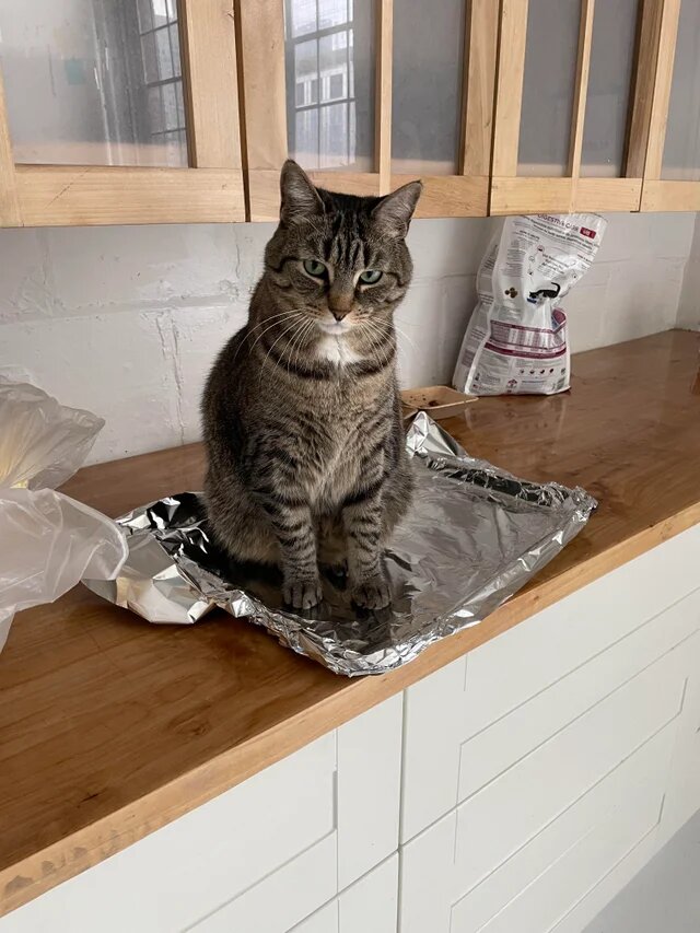 Суп с котом? Почему кошки так любят кухонные предметы? Забавные фото