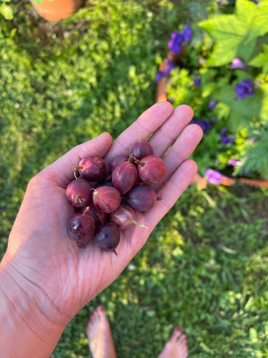 Ягодный перекус