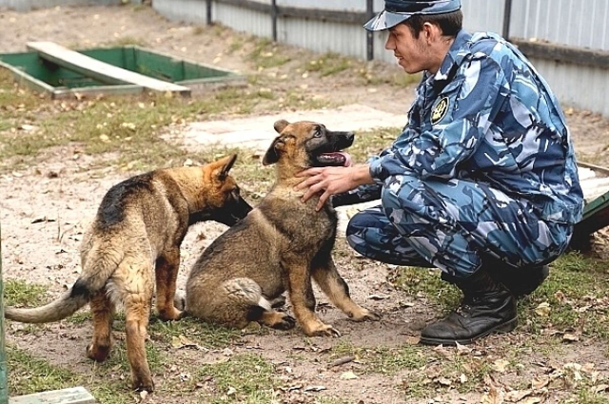    В Тюмени кинологи УФСИН готовят к службе щенков немецкой овчарки