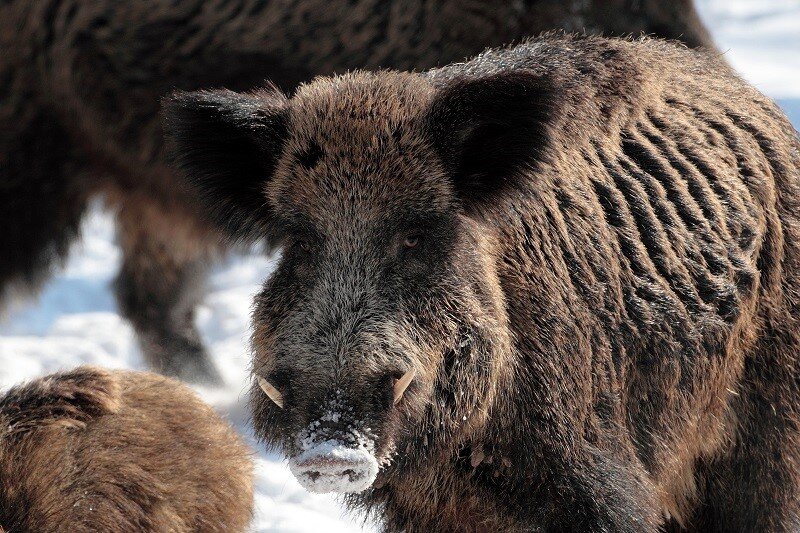 Кабан всегда опасен