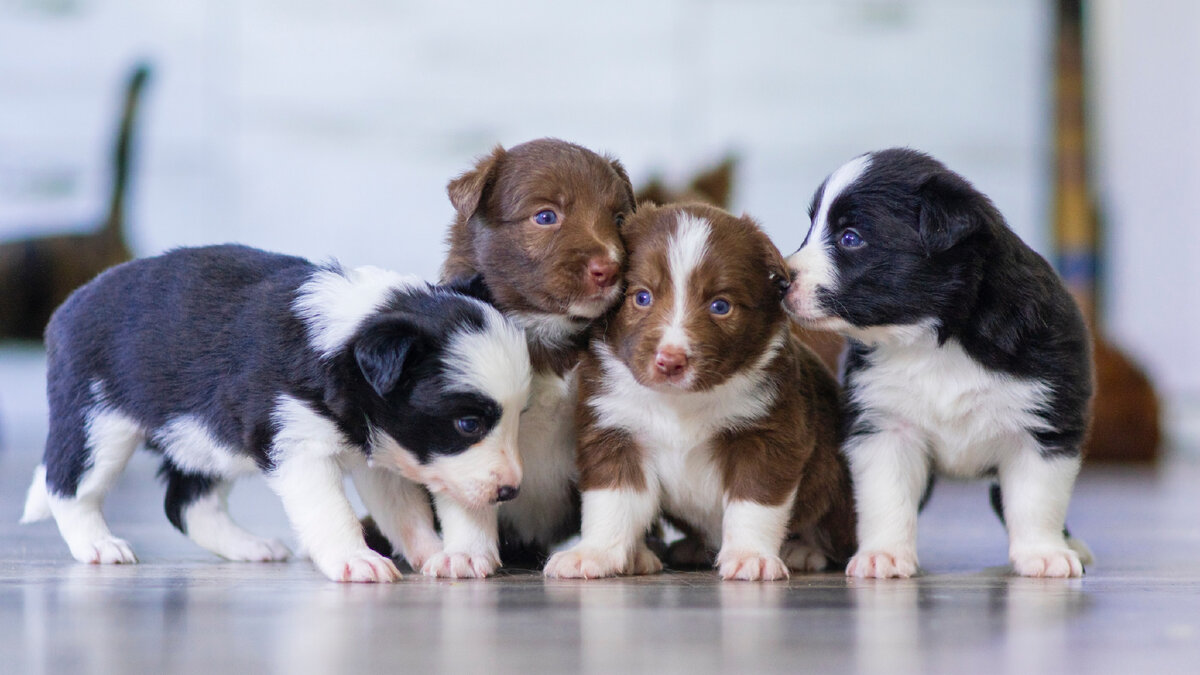 Выполняем нормативы по родам: сколько щенков может принести собака | Наш  Любимый Питомник | Дзен