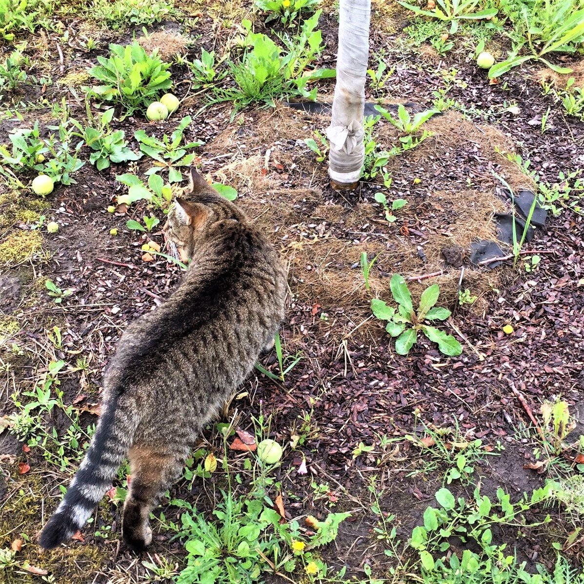 Много яблочек попадало, надо собрать!