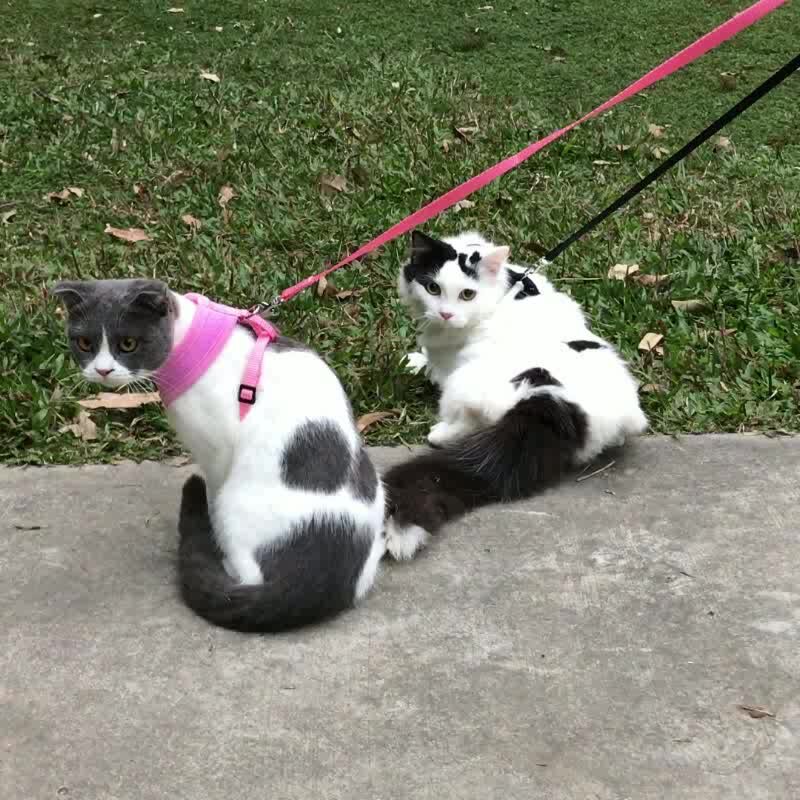 Фото взято из открытых источников Яндекс поиска.