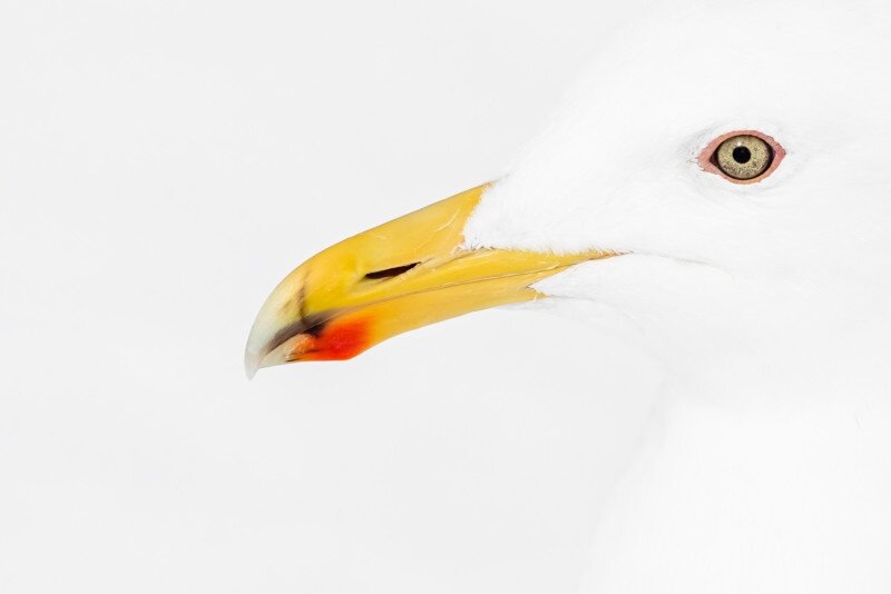    Chloé Bès, nhm.ac.uk