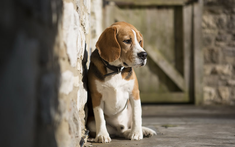 Мы похожи даже в своих переживаниях. Фото zastavki.com