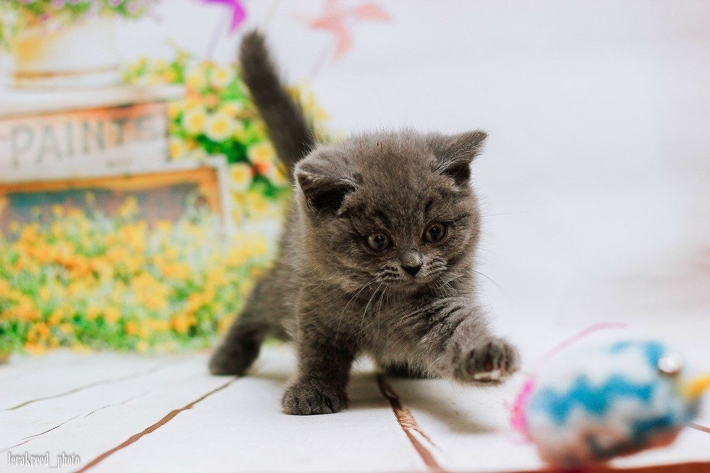 британский котенок из питомника Арлетта бритиш
