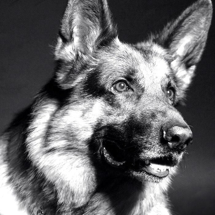 Фото из открытого доступа в Интернете