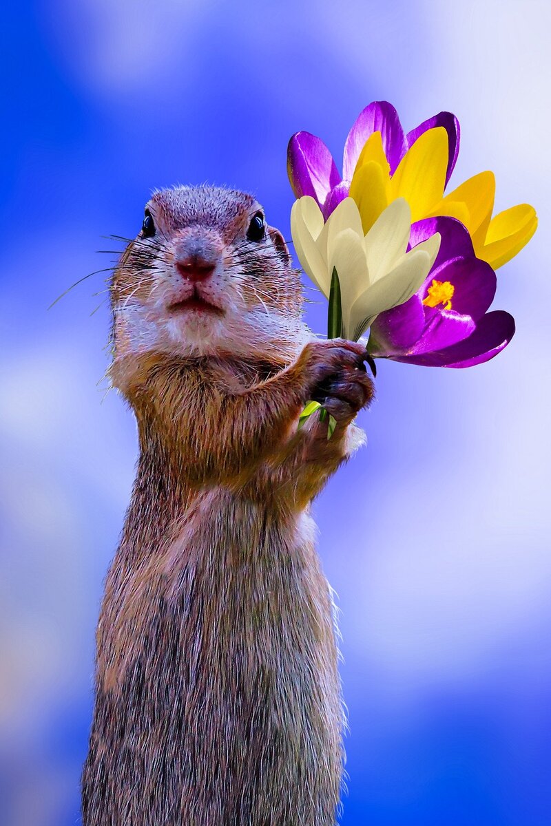 День суслика празднуют в Канаде 1 мая