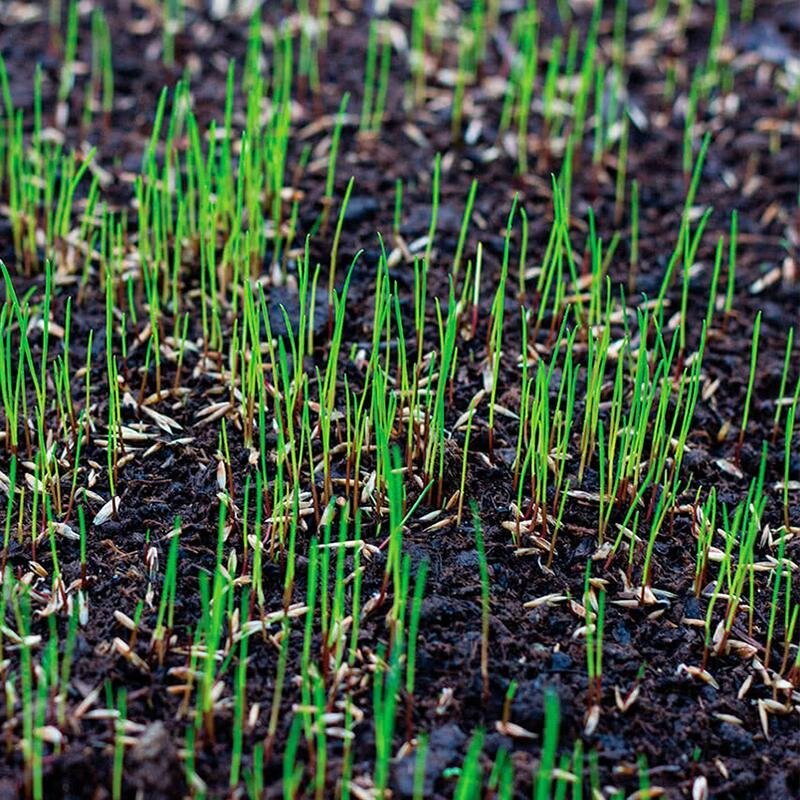 Первые всходы посевного газона