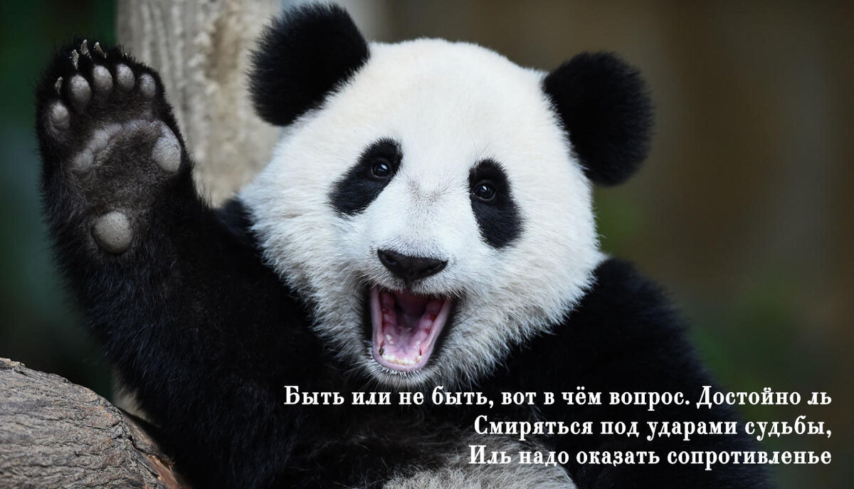 Фото из открытого источника. Цитата У.Шекспир "Гамлет"