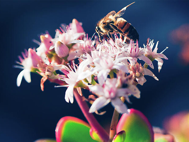 Денежное дерево не цветет 