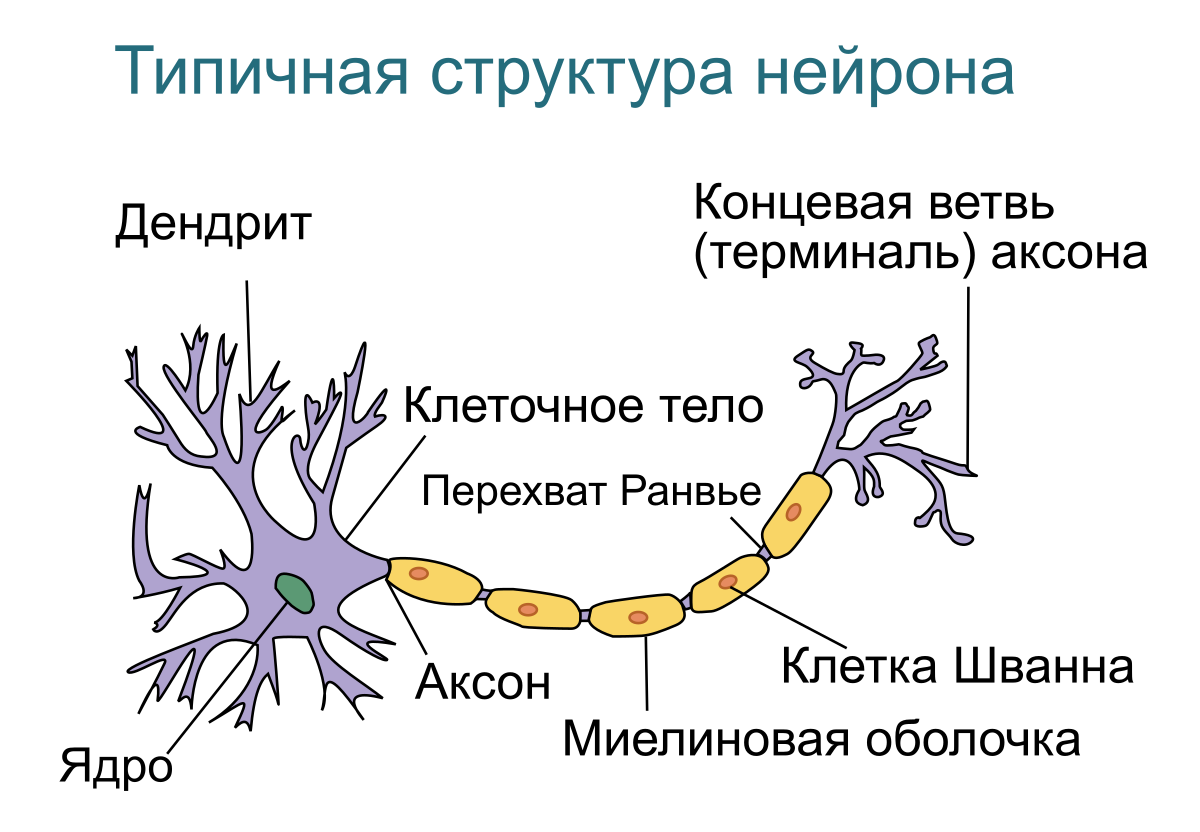 Особые клетки