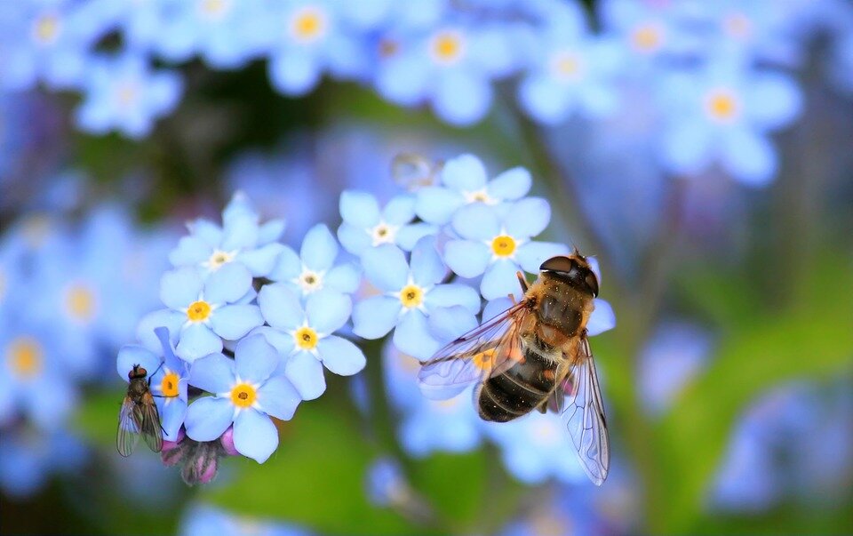 https://pixabay.com/ru/photos/не-забывай-меня-журчалки-муха-блум-257176/