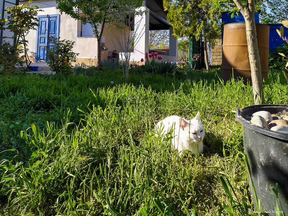 Прогулка по саду в сопровождении кошек в последний день апреля