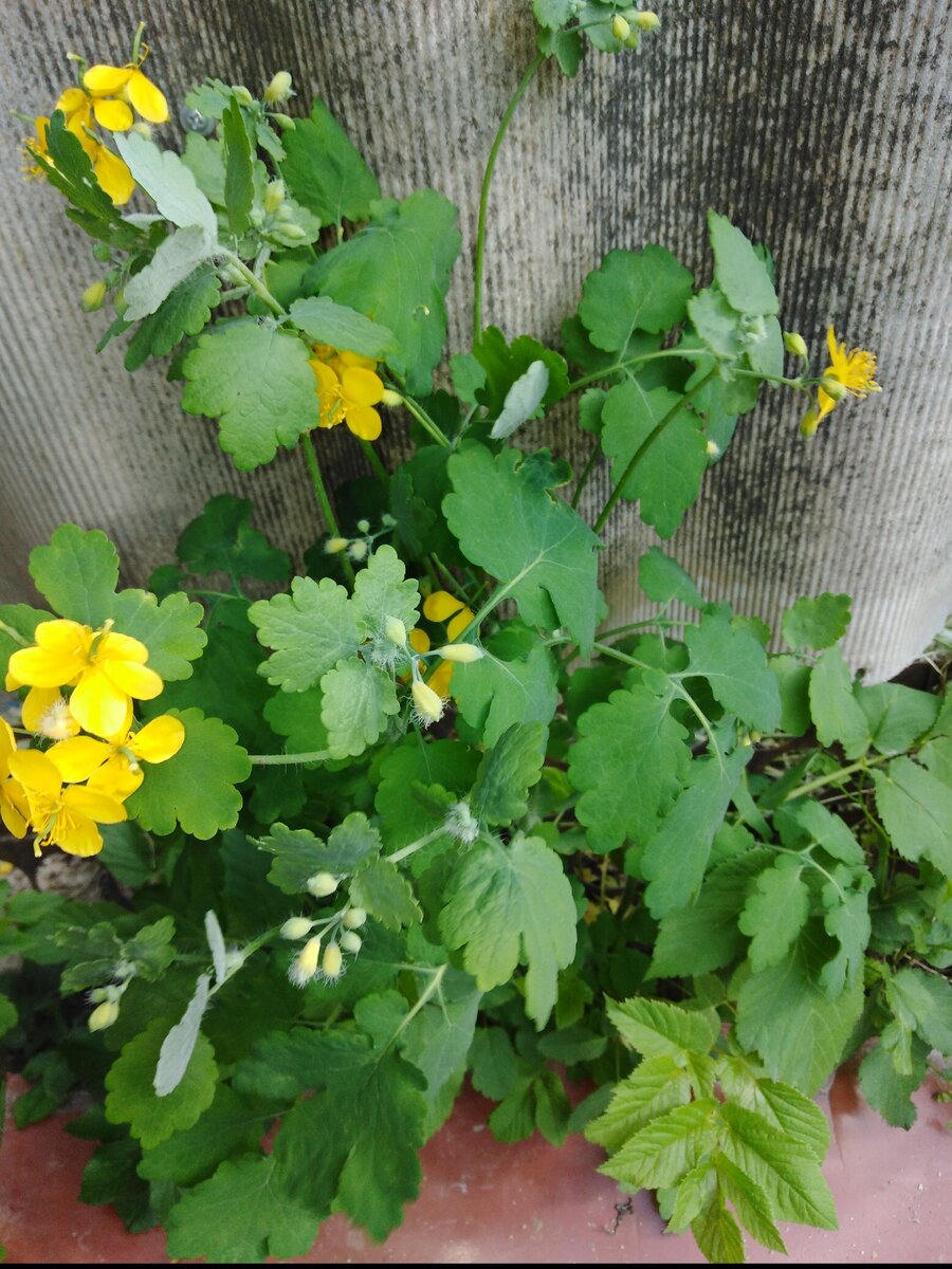 Куст чистотела