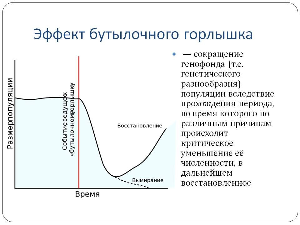 Прошедший период. Эффект основателя и бутылочного горлышка. Эффект бутылочного горлышка генетика. Популяция бутылочное горлышко (генетика). Дрейф генов бутылочное горлышко.