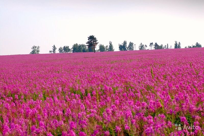 картинка найдена на просторах интернета