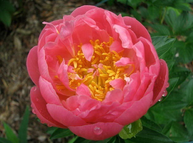 Пион молочноцветковый Pink Hawaiian Coral 