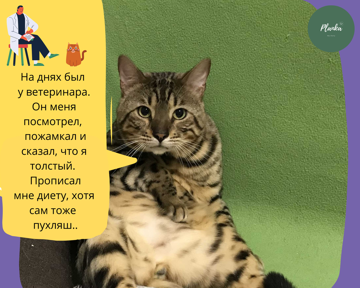 Все ветеринары  такие. Сначала: Муси-пуси, а потом делают больно. Фото: Planka