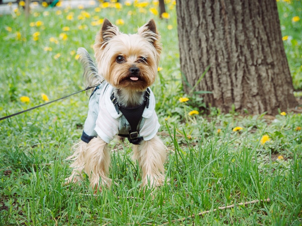я - Бантик! Рассказываю, как помочь собаке в беде.