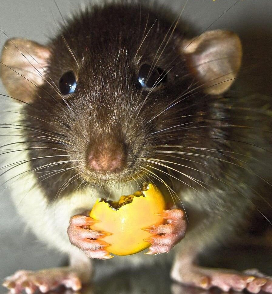 Это не Серёга, но похож.