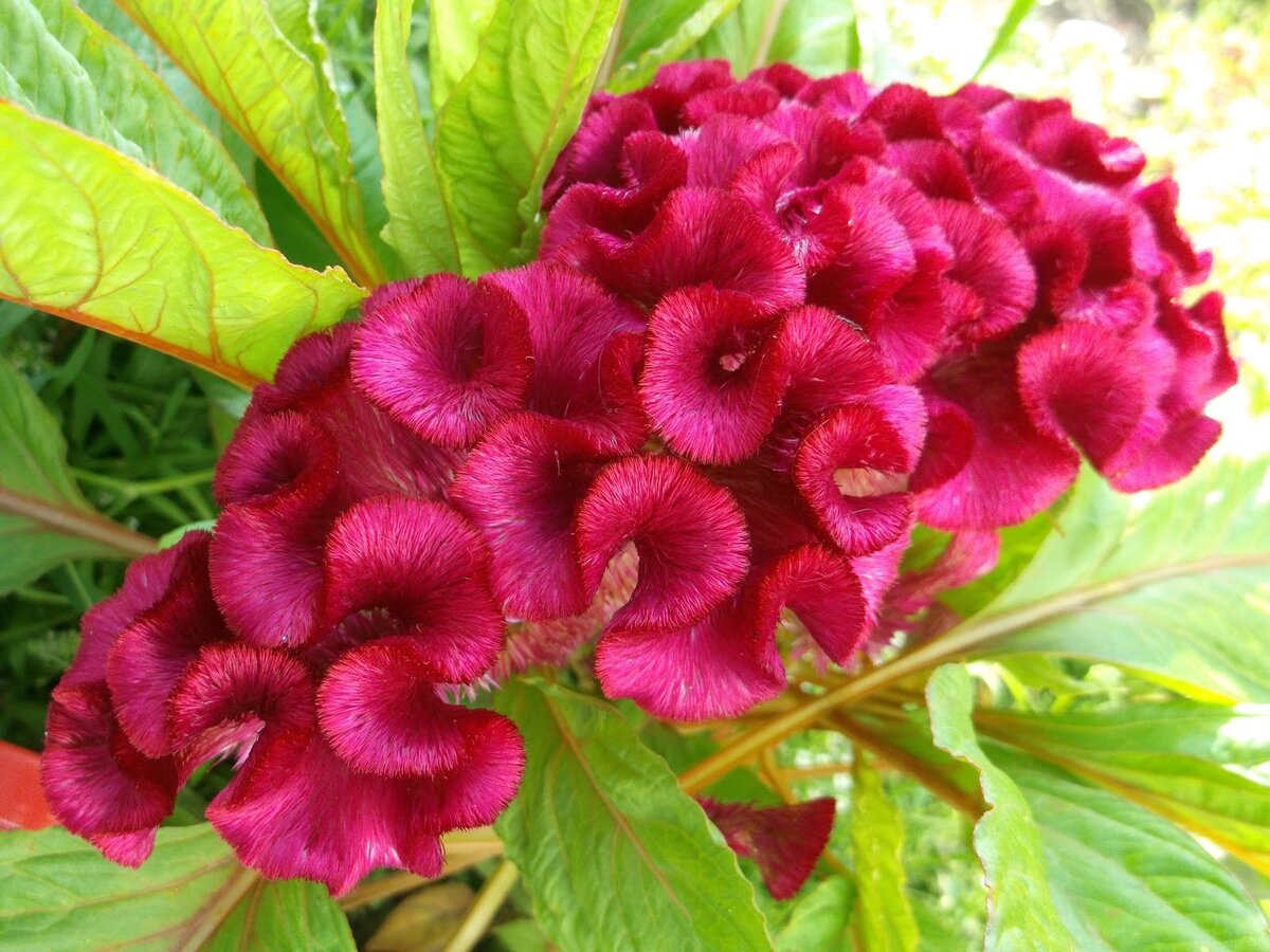 Дерево срублено петушиный гребень. Петушки целозия. Целозия петушиный гребешок. Петушки целозия. Целозия гребенчатая корона.