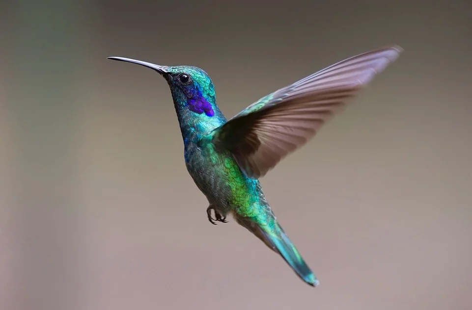 https://pixabay.com/photos/hummingbird-bird-trochilidae-flying-2139279/