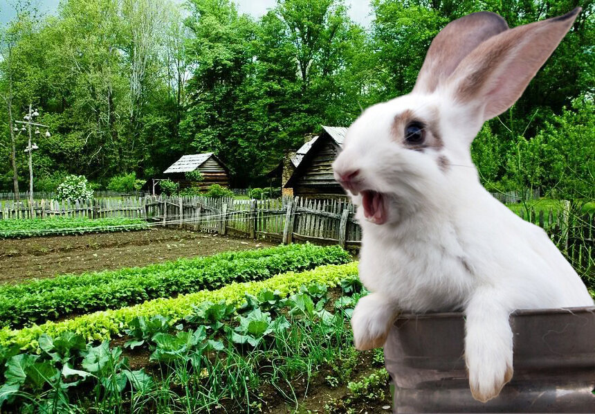 Зайка заподозрил неладное