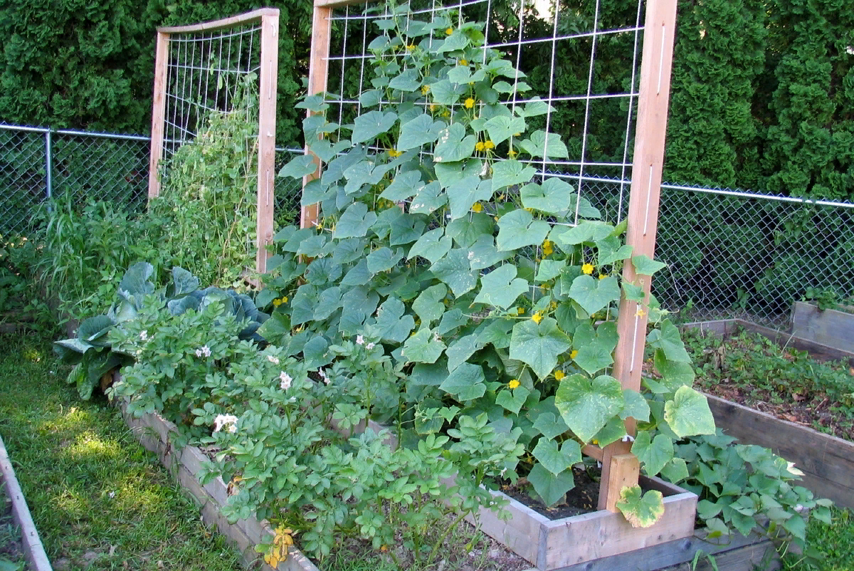 Огуречная грядка пирамида. Pickled cucumbers. Куда использовать огурцы. Заготовки огурцы с чесночными. Заморозка огурцов на зиму в морозилке.