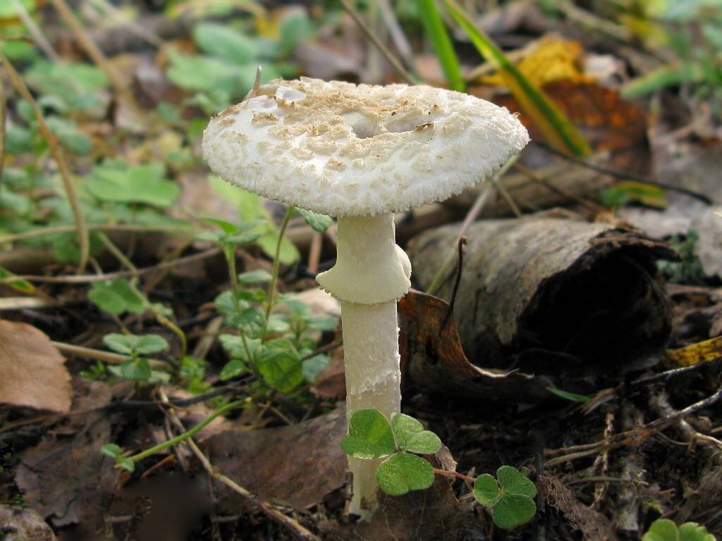 Бледная поганка пластинчатая. Бледная поганка гриб. Бледная погоганка гриб. Бледная поганка (Amanita phalloides). Мухомор белый поганковидный.