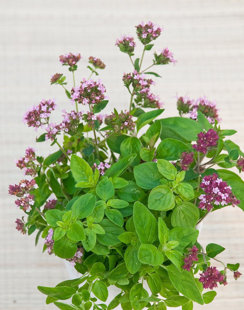 Душица обыкновенная Origanum vulgare сырье