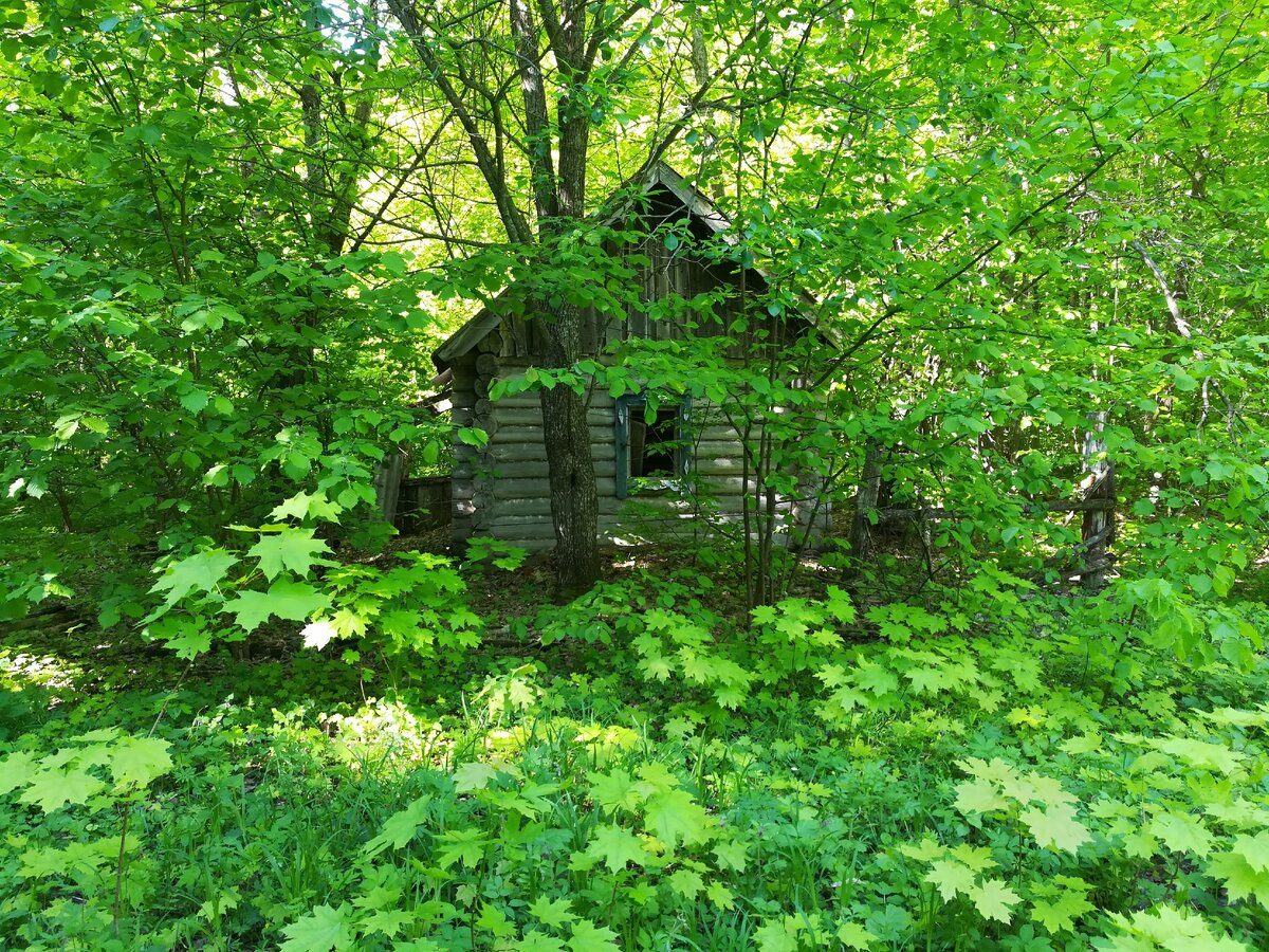 verkhnyaya-shorsirma.ru