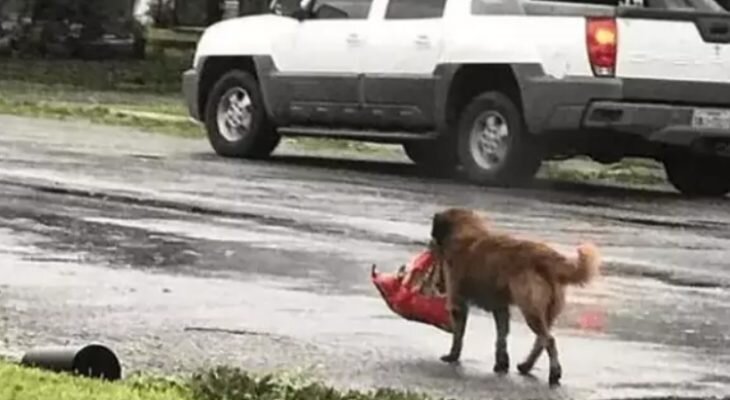 Фотоматериал: iiznutri.com