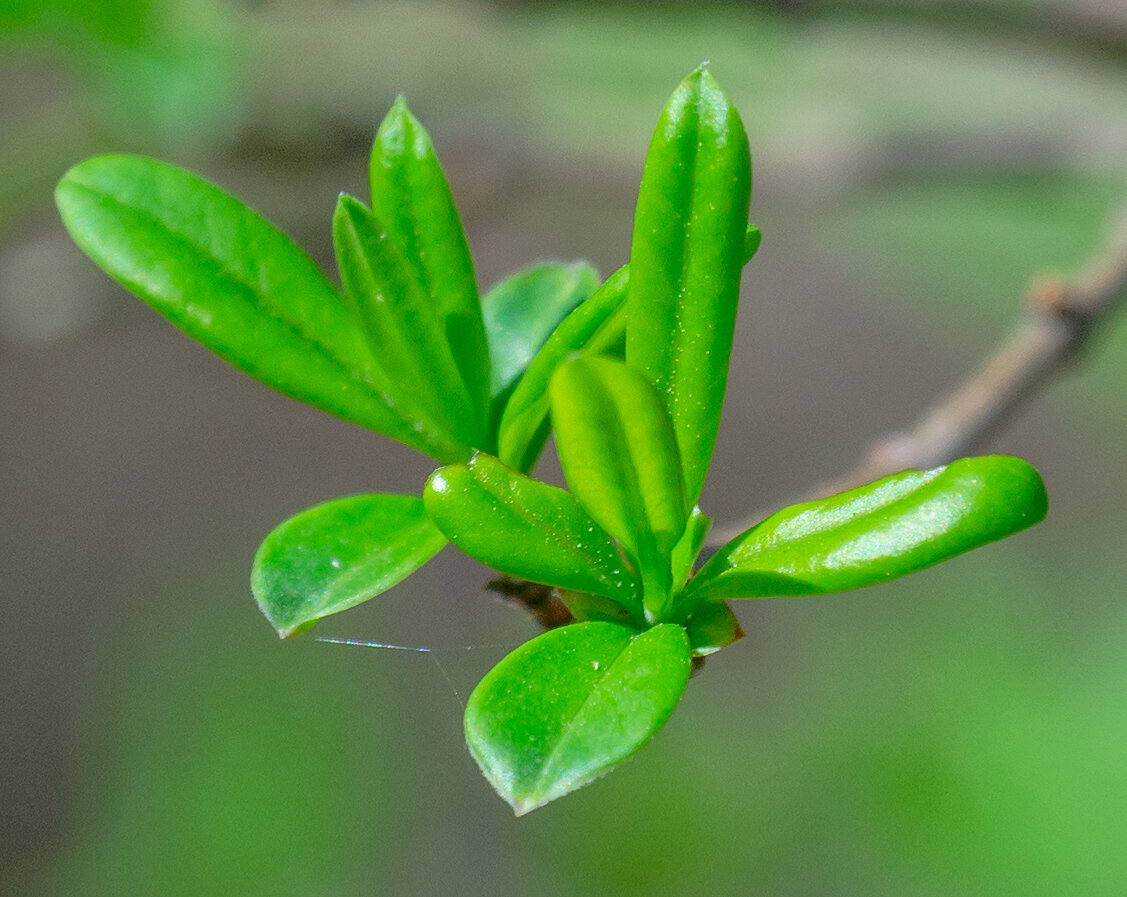 2. Продолжают распускаться маленькие листочки.