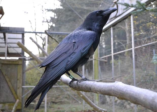 Фото из сети интернет