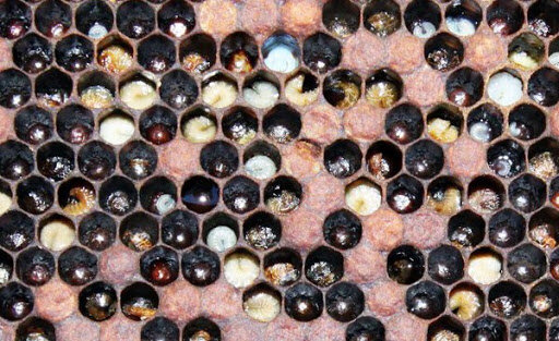 Европейский гнилец