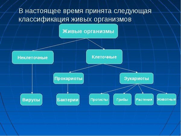 Рис.1 Классификация живых организмов Земли