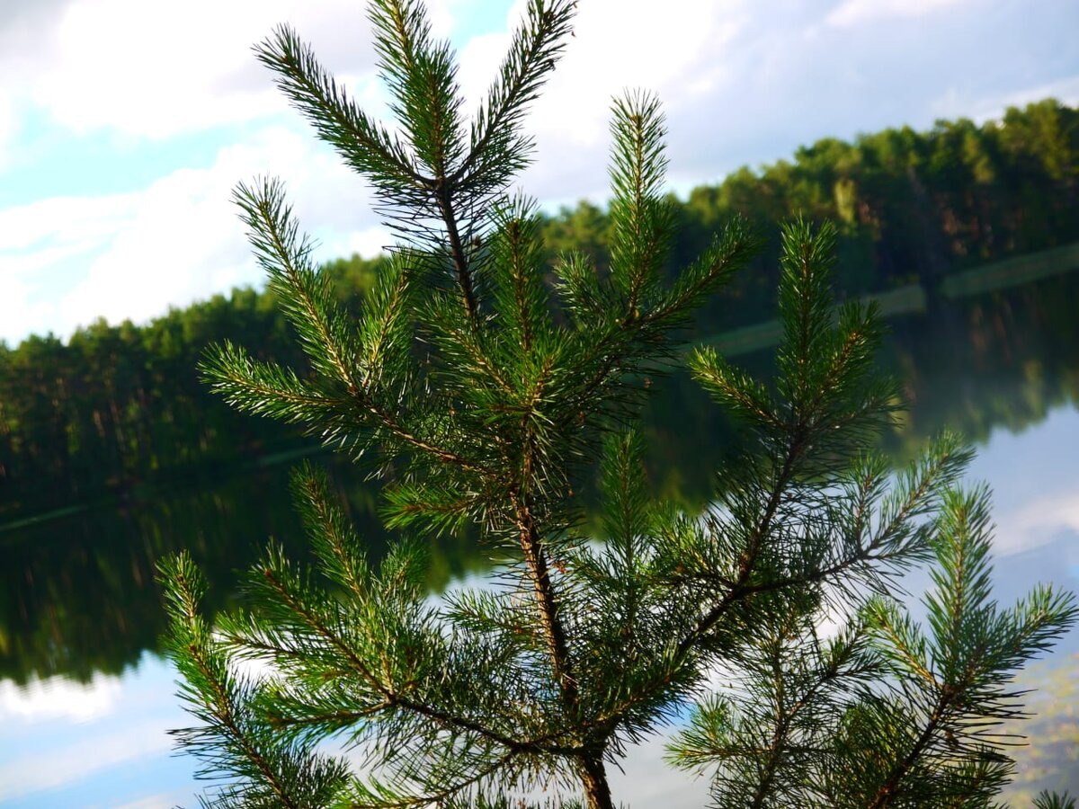 Природа, она прекрасна. Фотография с телефона.