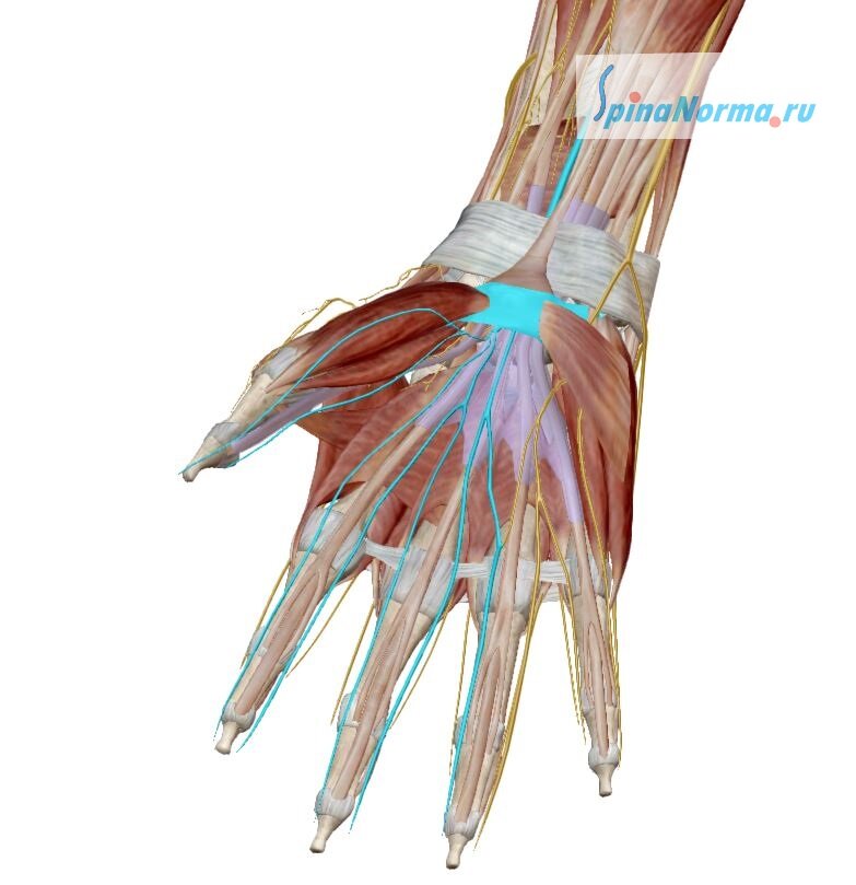 Толстая связка (голубым цветом) ущемляет срединный нерв