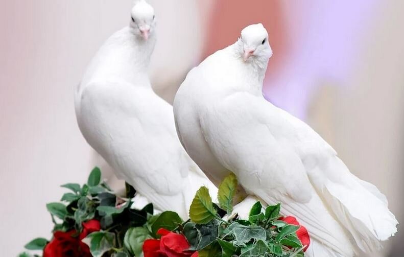 Фото взято из открытых источников