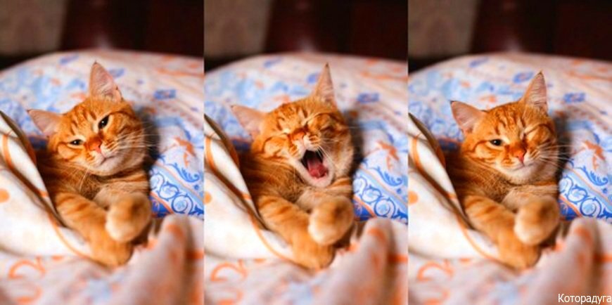  Смешные котики. Источник: vk.com