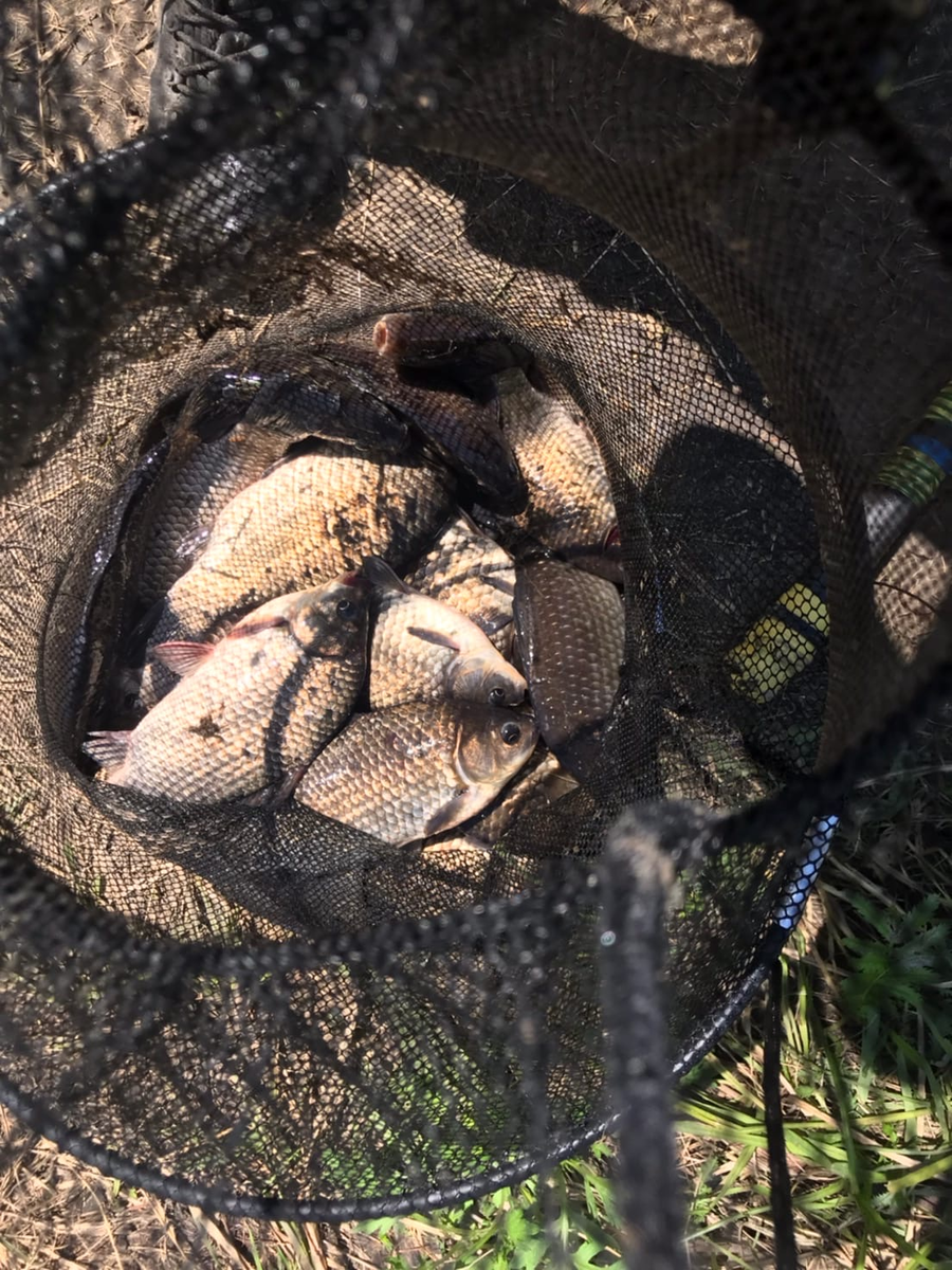 караси на пикормку