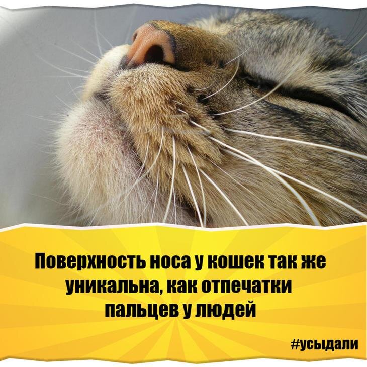Картинка интересные факты о животных