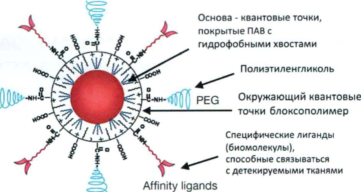 Рис. 2. Строение биометки на основе квантовой точки. Антитела как специфические лиганды.
