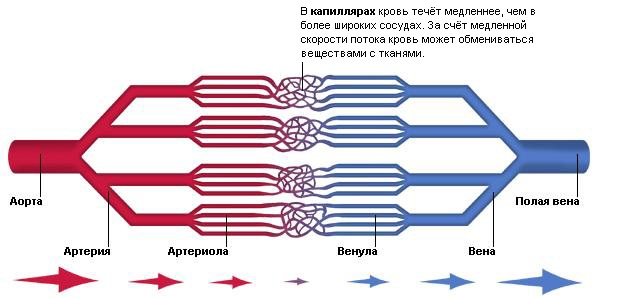 Схема кровеносных сосудов