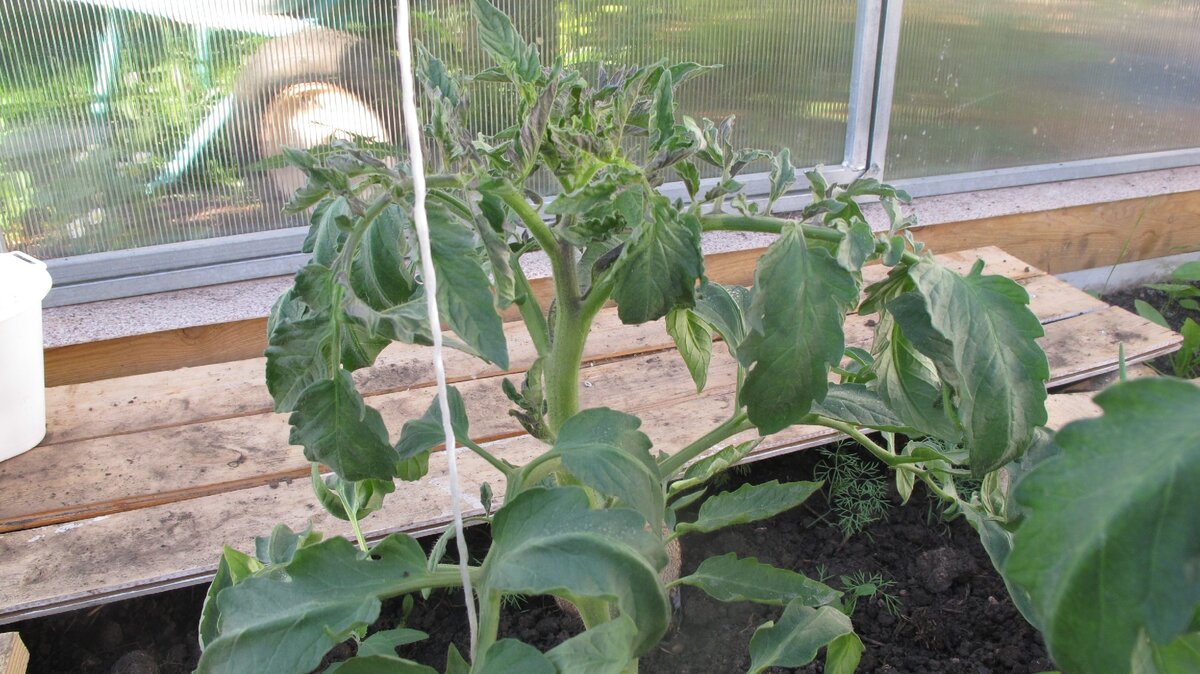 Продолжайте читать до конца, дальше ещё интереснее...