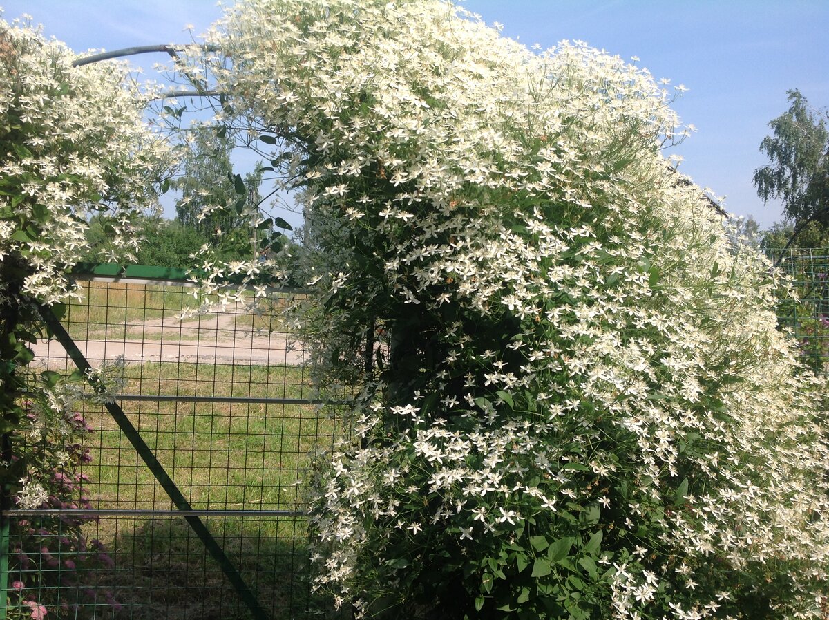 Клематис белый мелкоцветковый в ландшафтном дизайне