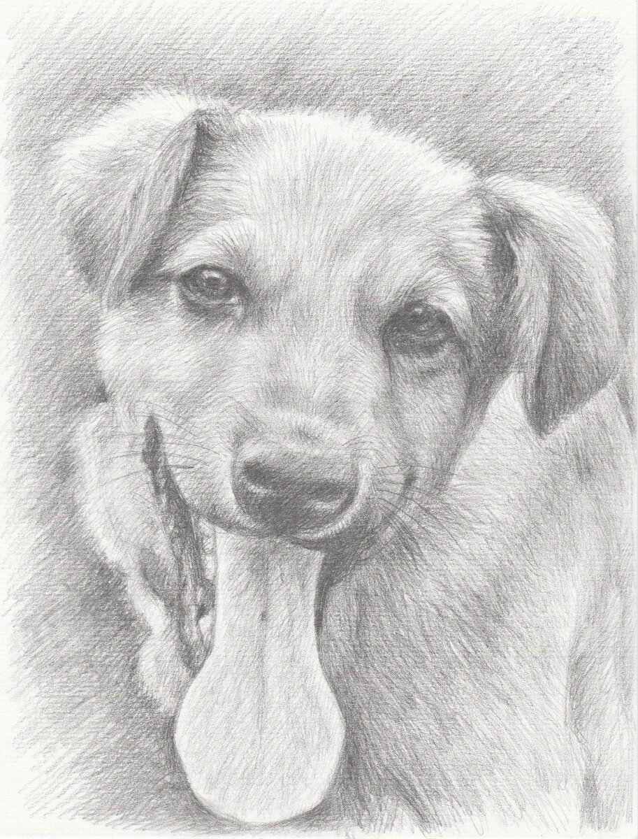 Дружище Тёма. Карандашная копия.