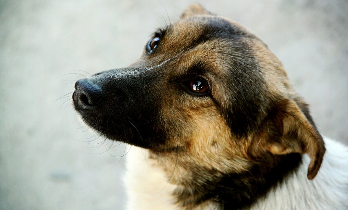 Картинка из сети интернет